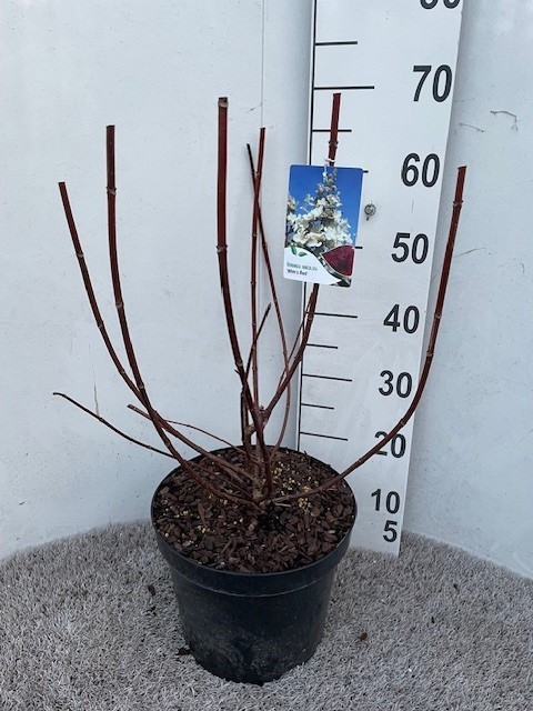 Hydrangea pan. Wim's Red 50-60 cm struik P26 C7,5, D 26