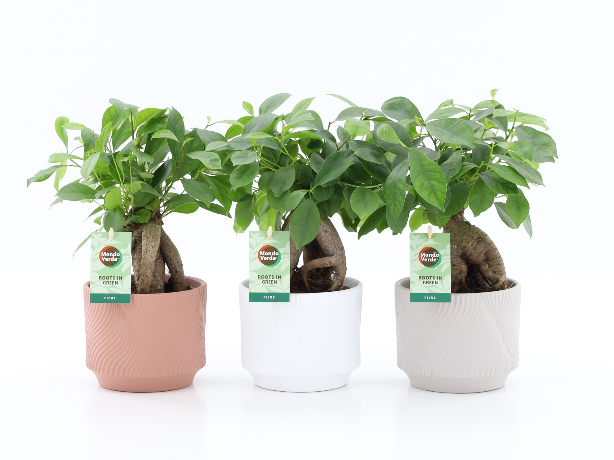 Ficus microcarpa Retusa in Rodena keramiek, D 13