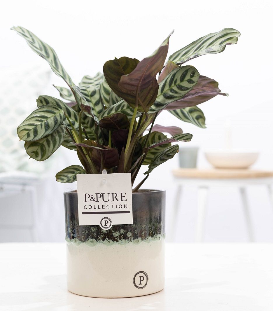 Ctenanthe Burle Marxii in Illusion cer.(perfectly imperfectable), D 12