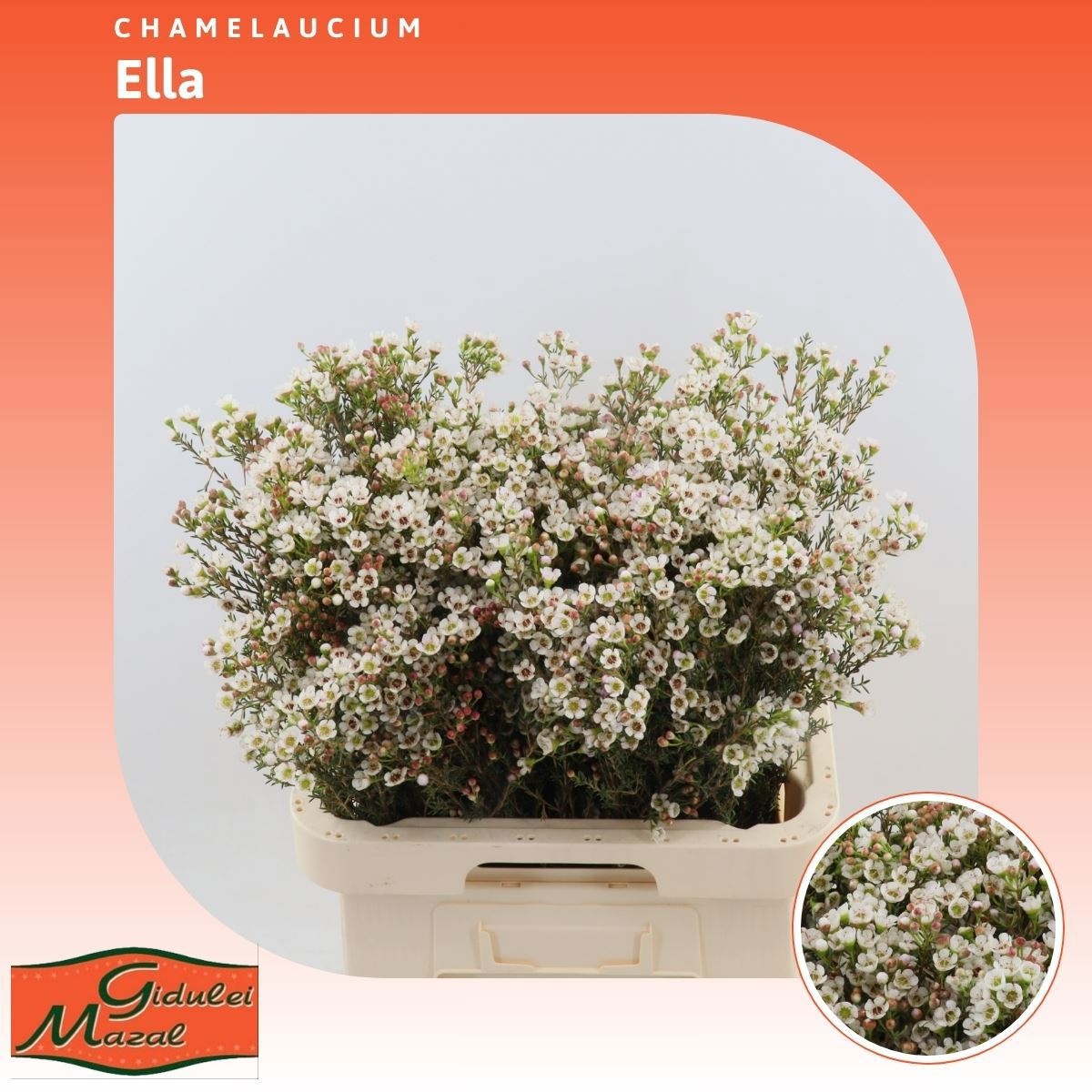 Шамелациум Элла 70, шт.