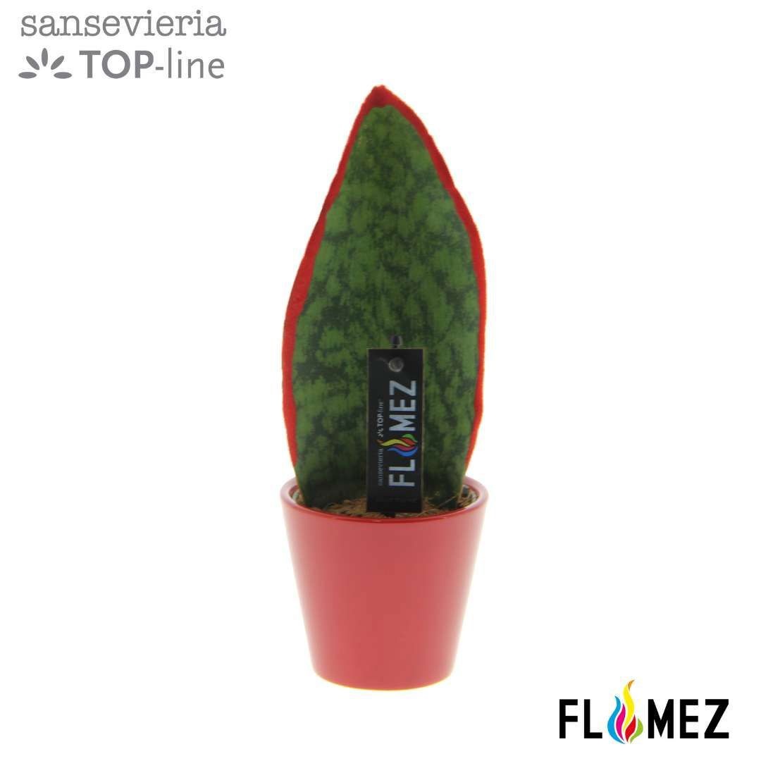 Sansevieria TOP-line FLAMEZ Red, D 8,5