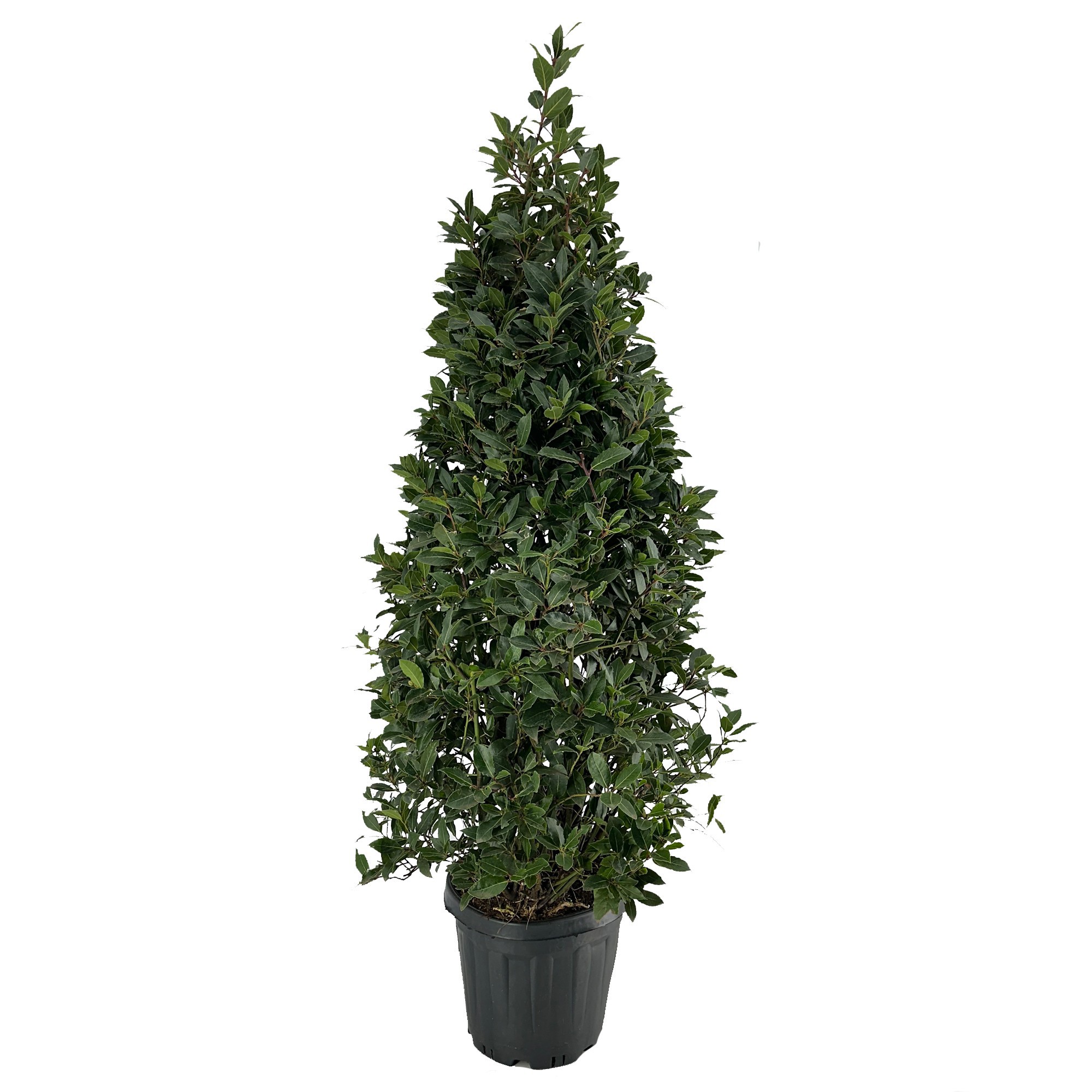 Laurus nobilis Piramide, D 30 cm