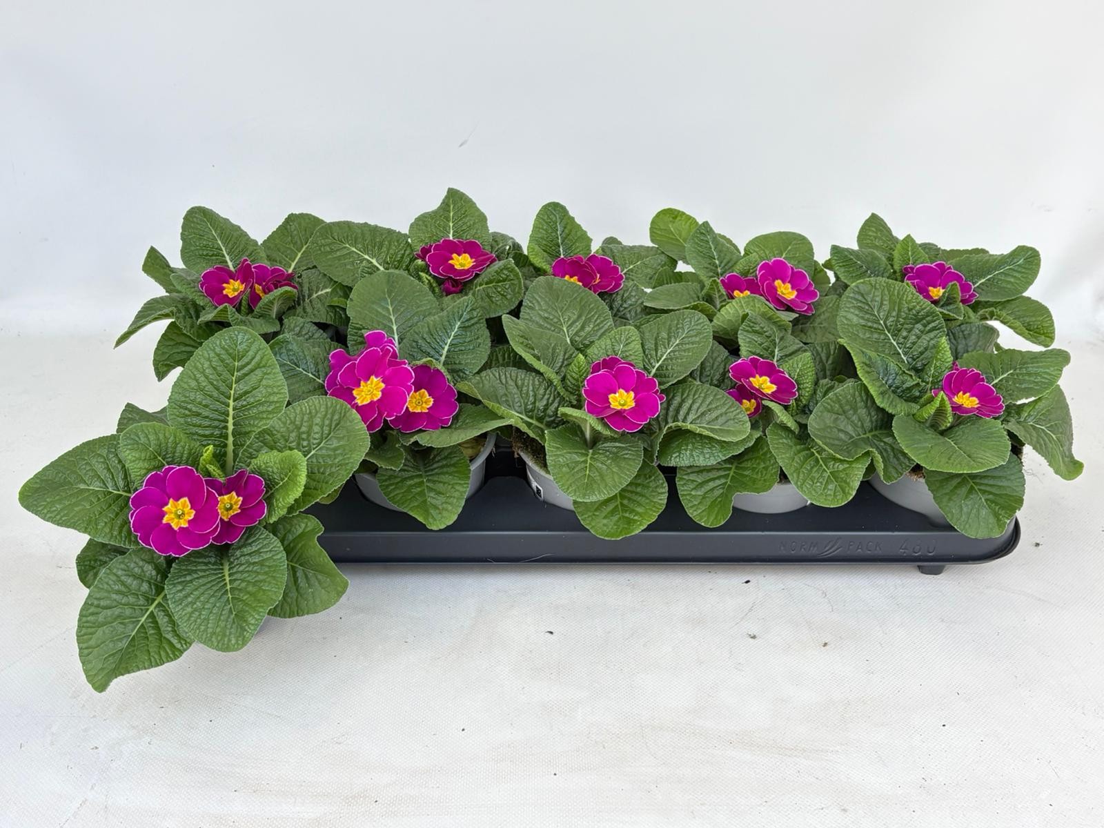 Primula Aucalis Violet, D 10,5