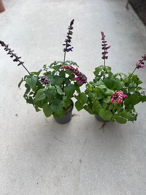 SALVIA HYBRID 3-4 Colors, D 17 cm