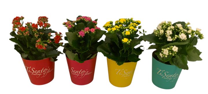 Calandiva 12 cm mix - TiSento Smartcup, D 12