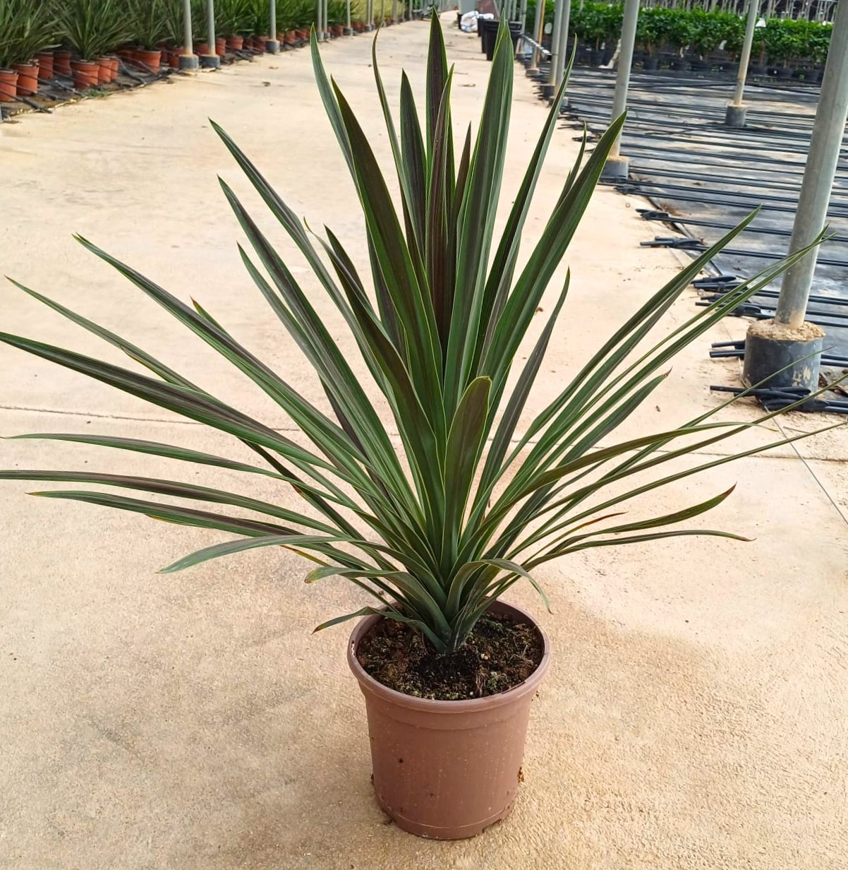 Cordyline mix C27, D 27