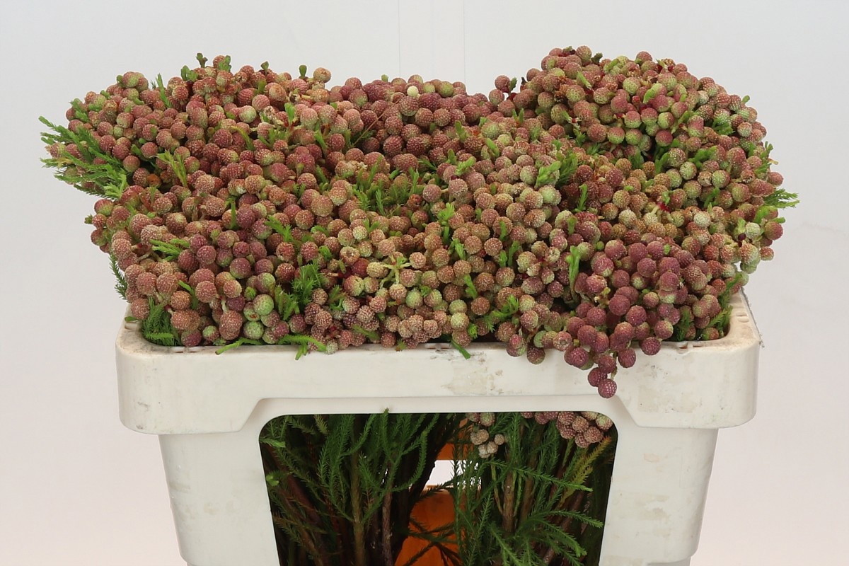 Берзелия Ланугиноса 50, шт.