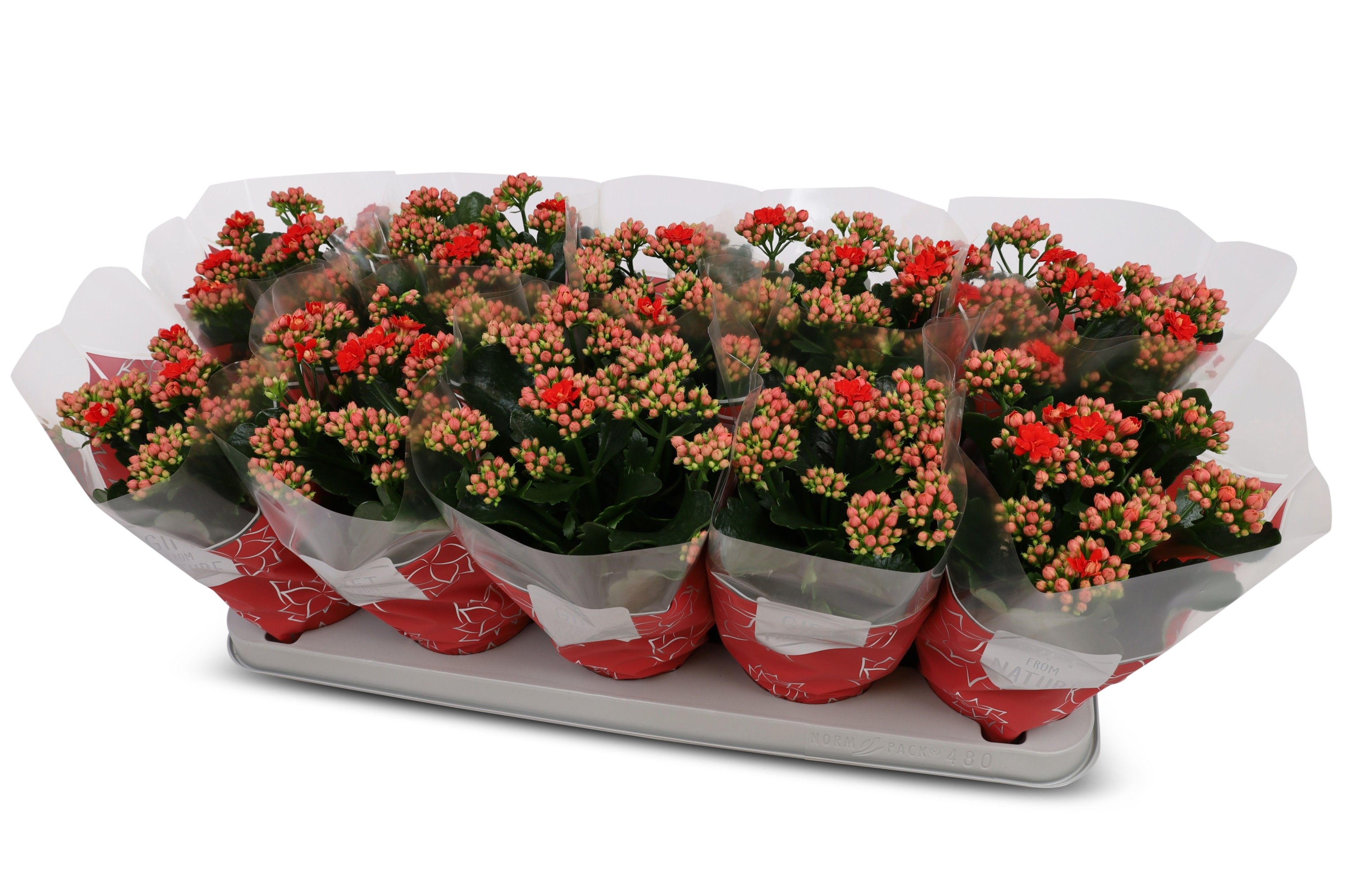 Kalanchoë Perfecta Red GFN hoes, D 12