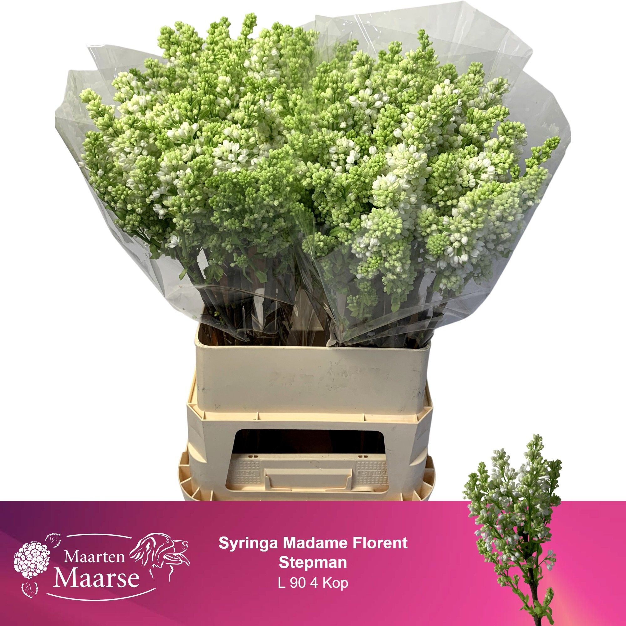 Сирень Мадам Флорент Степман 90 (бел.), шт.