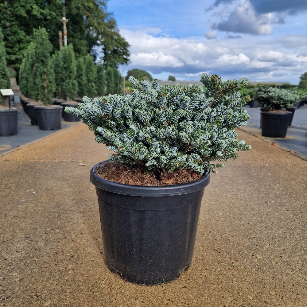 Abies koreana 'Kohout's Icebreaker'®, D 28 cm Abies koreana 'Kohout's Icebreaker'®, D 28 cm