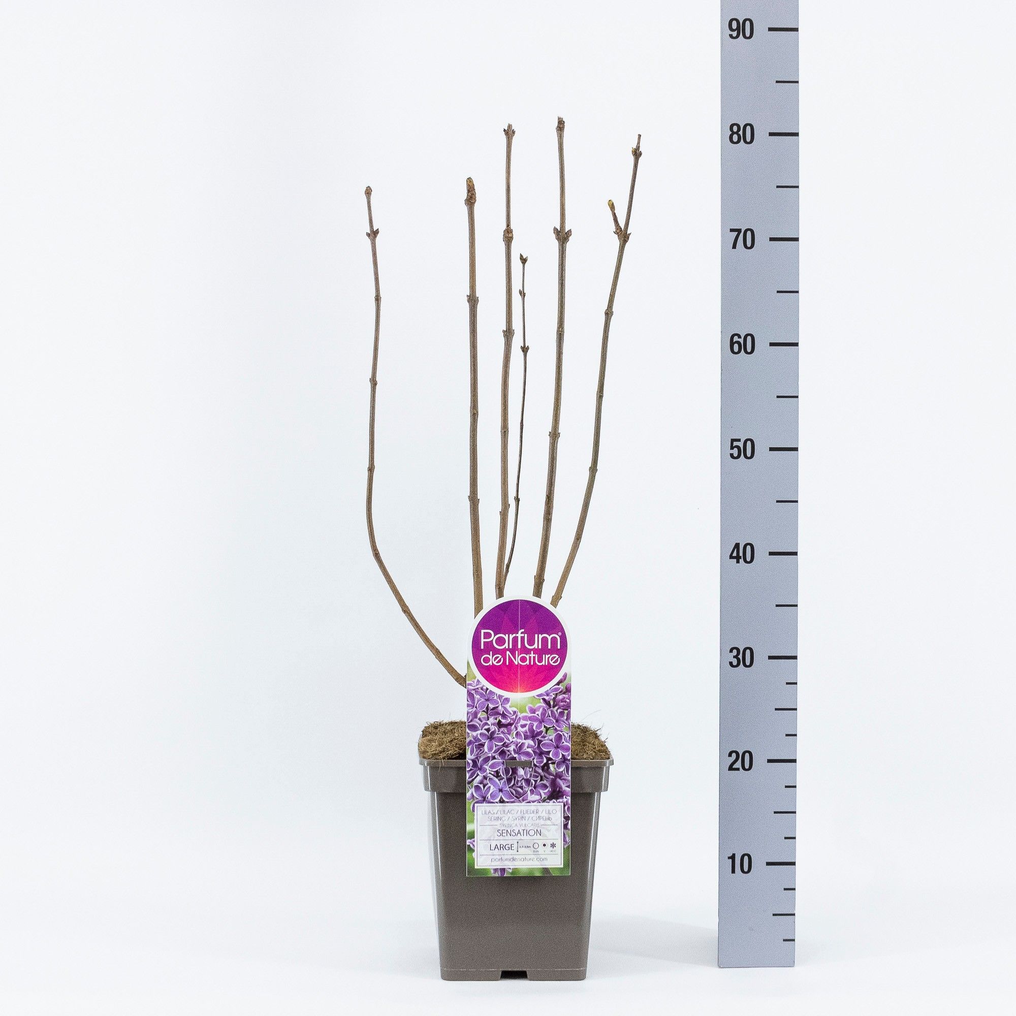 Syringa vul. Sensation, C5, D 23 cm