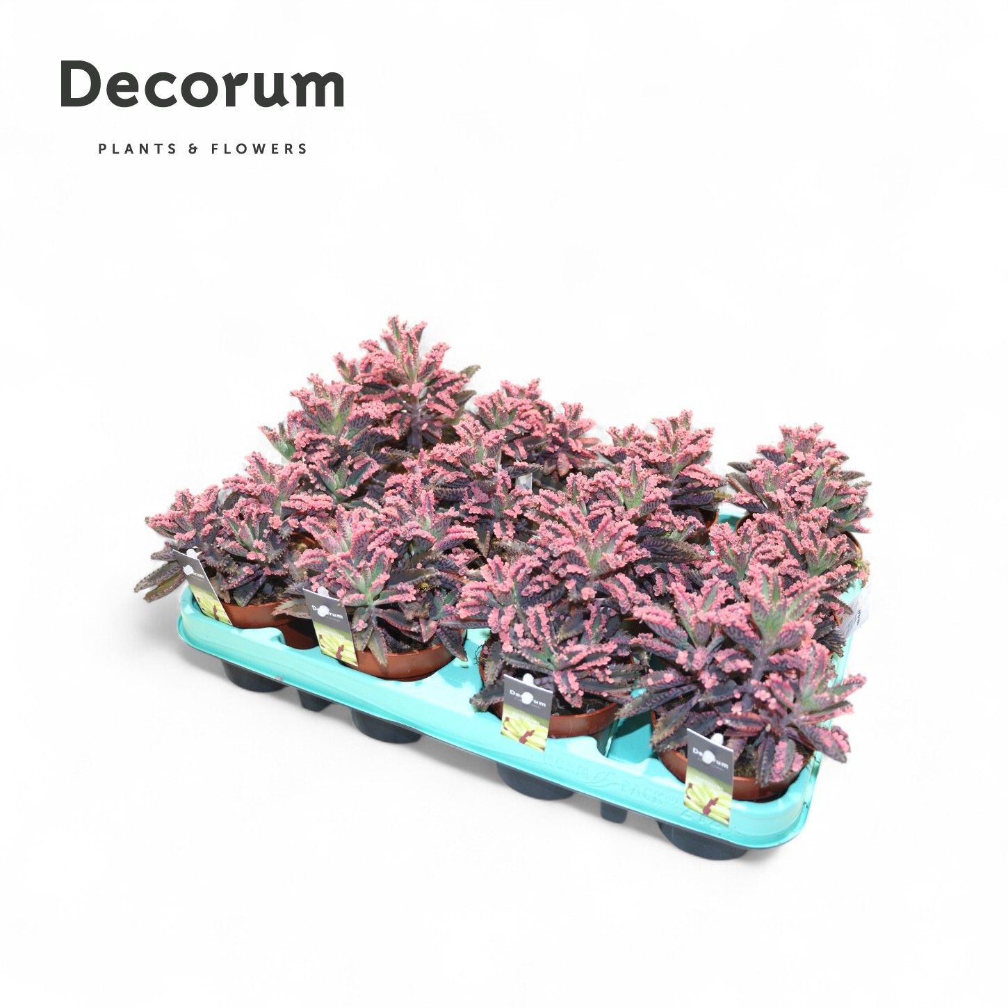 Kalanchoe Pink Butterfly (Decorum), D 8,5 cm