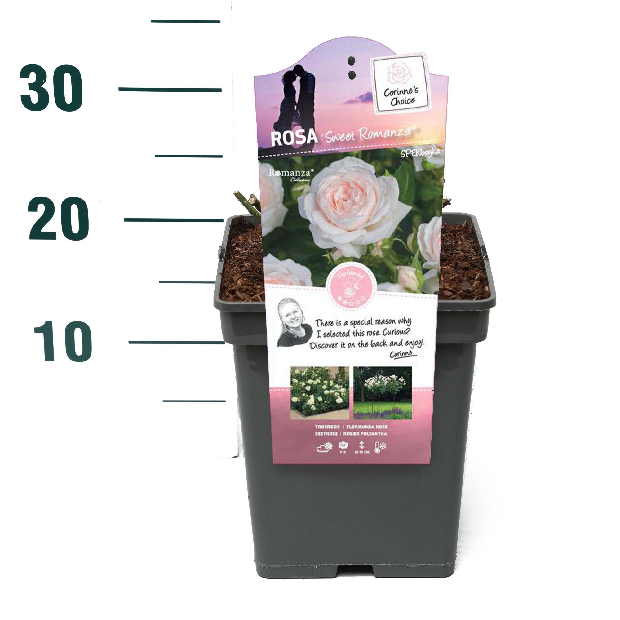 Rosa 'Sweet Romanza' - Struik - VP5 - Categorie 3, D 23