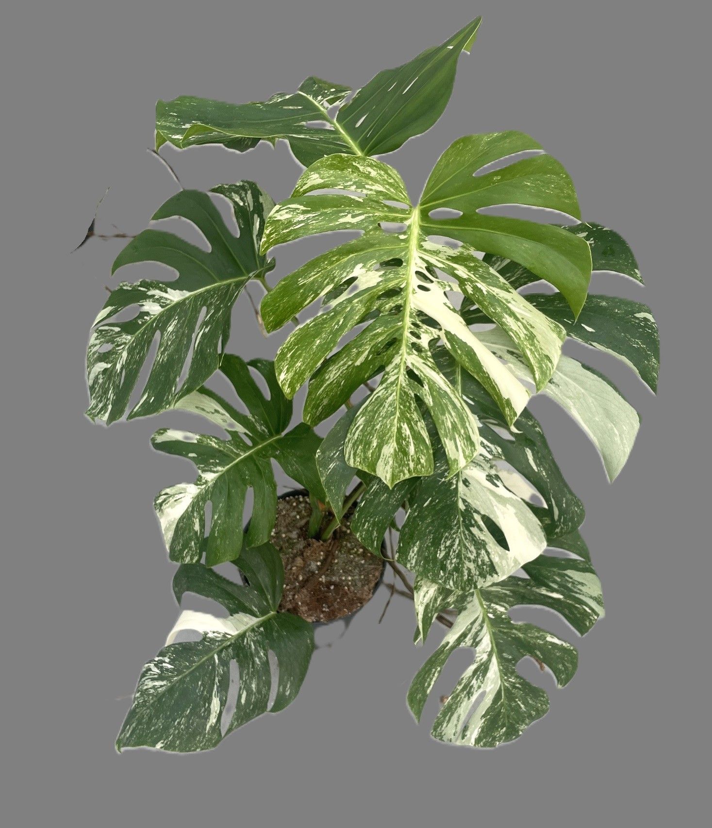 Monstera variegata (middel bont) 21cm, D 21