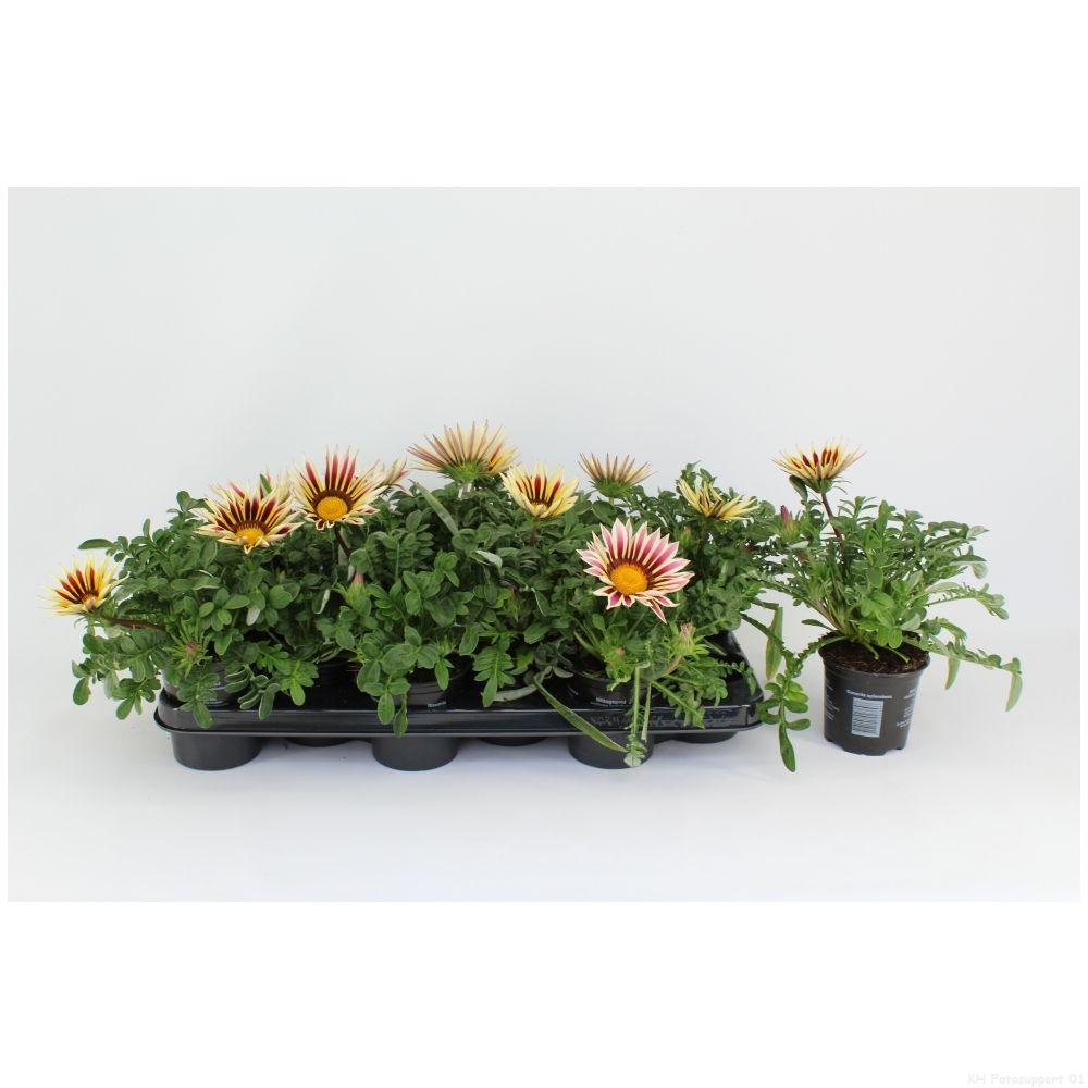 Gazania New Day Rose Stripe, D 10,5