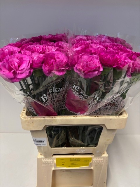 Диантус од. Хайку, шт.