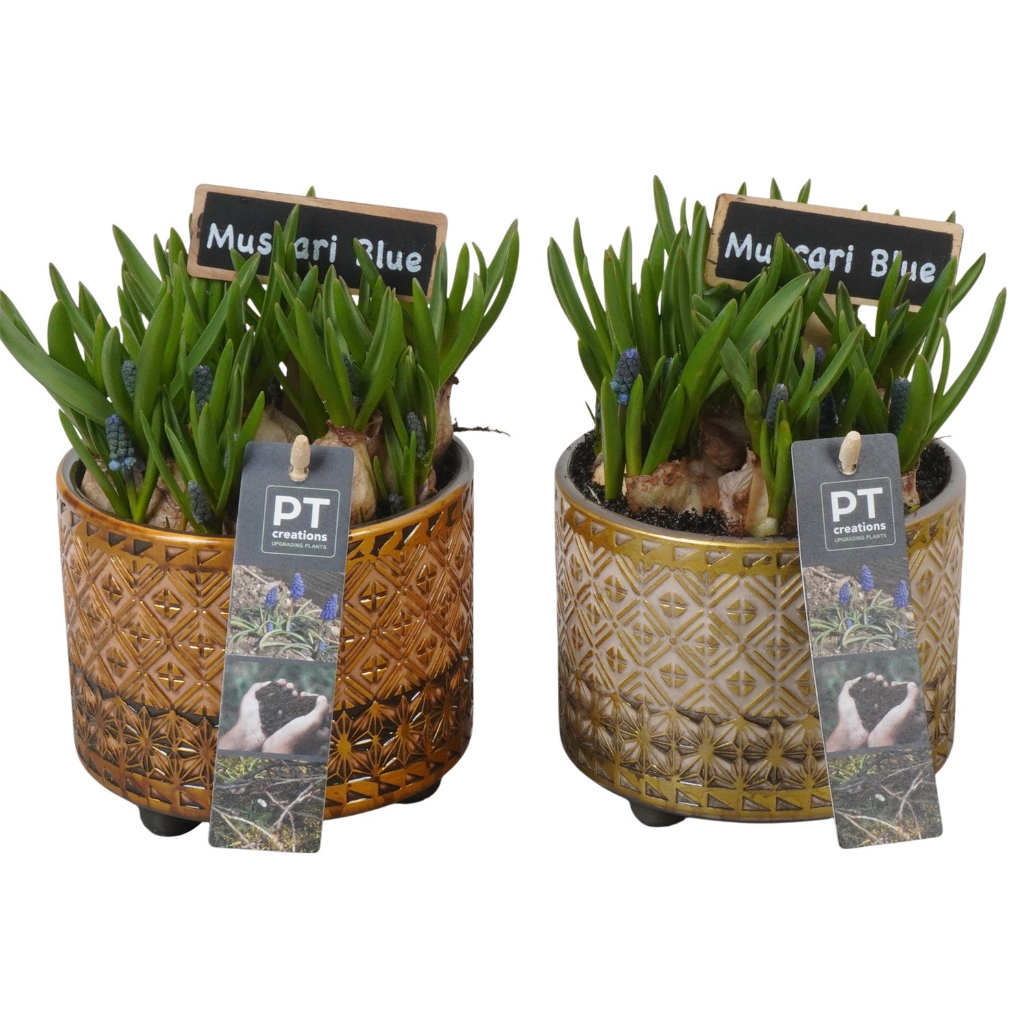 PTMB6317 Arrangement Muscari Blue in keramiek mix, D 12