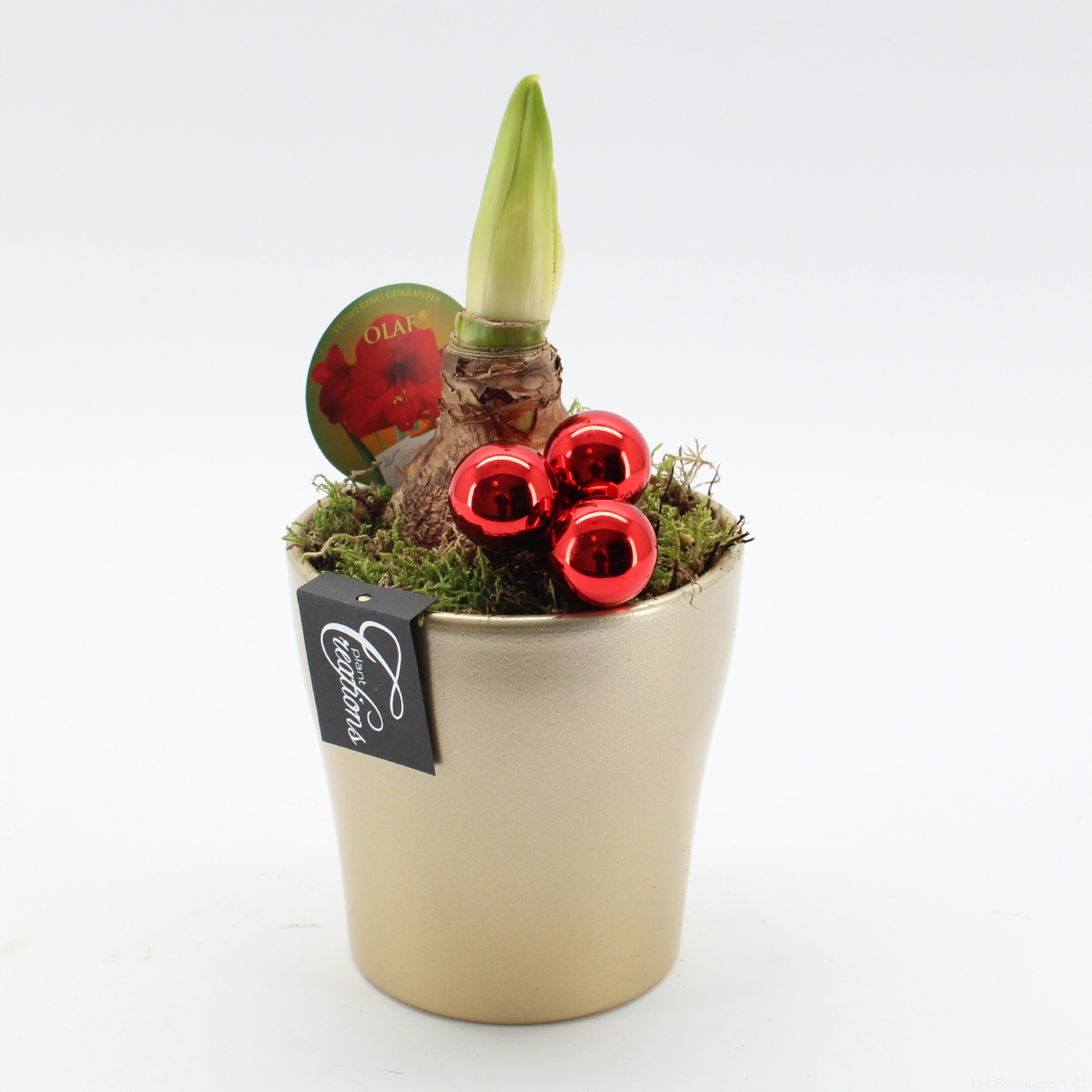 HXFD-2505R Xmas Amaryllis Fundamentals, D 14 cm