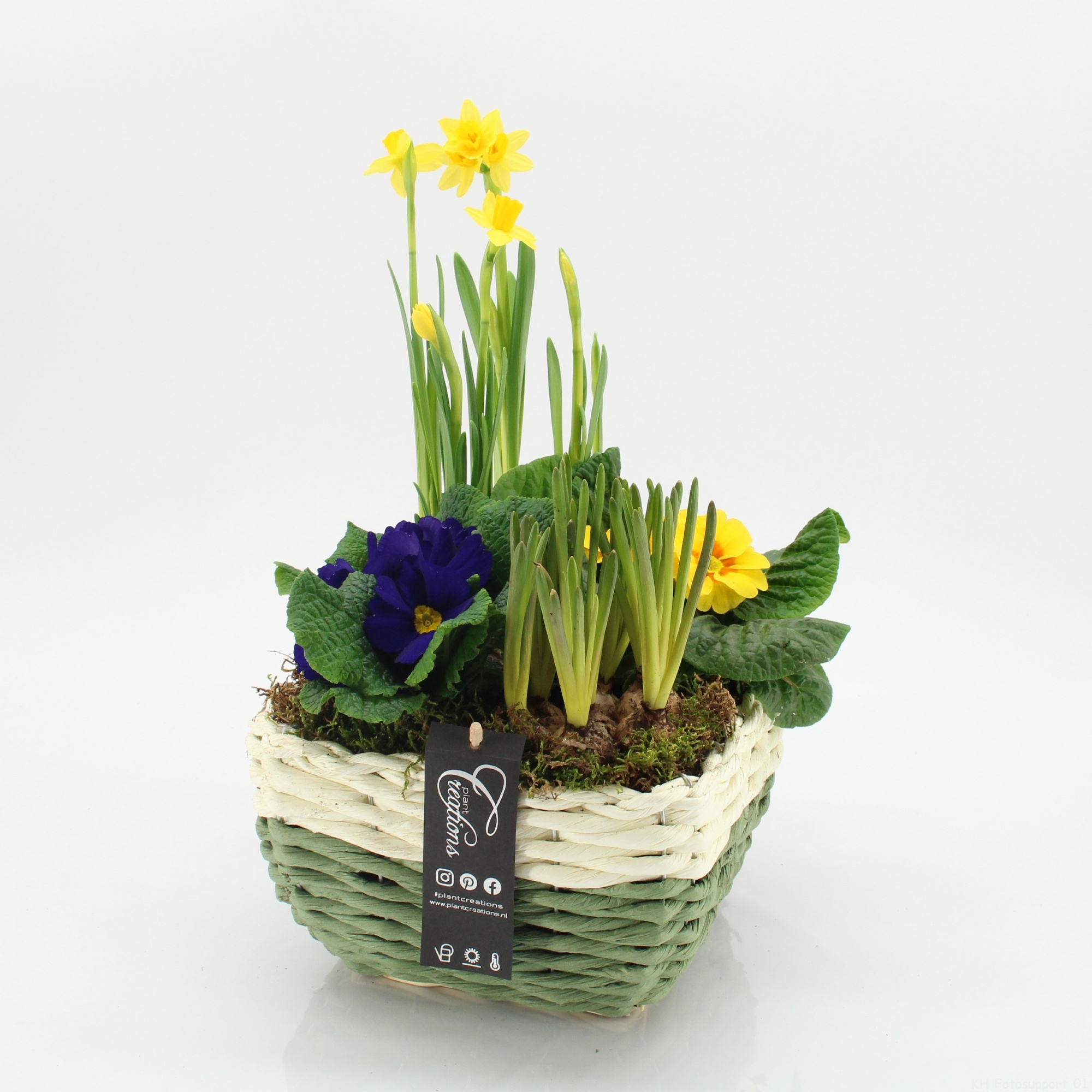 PMCR-2645 Primula creations, D 21