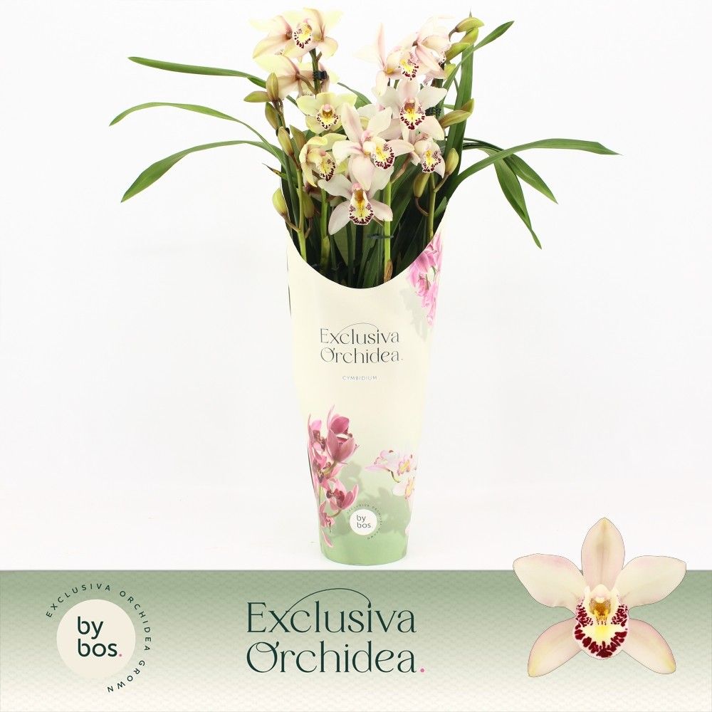 Cymbidium, Little Stef 4-spike P14 'Exclusiva Orchidea' Potcover, D 14 cm