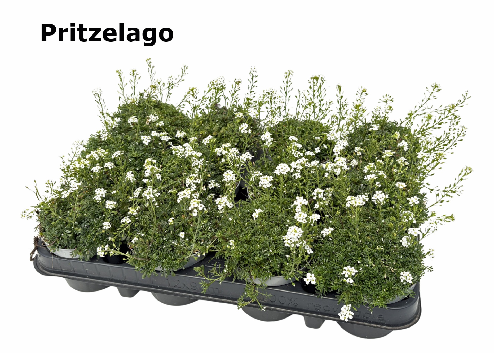 Pritzelago alpina 'ICE CUBE', D 9 cm