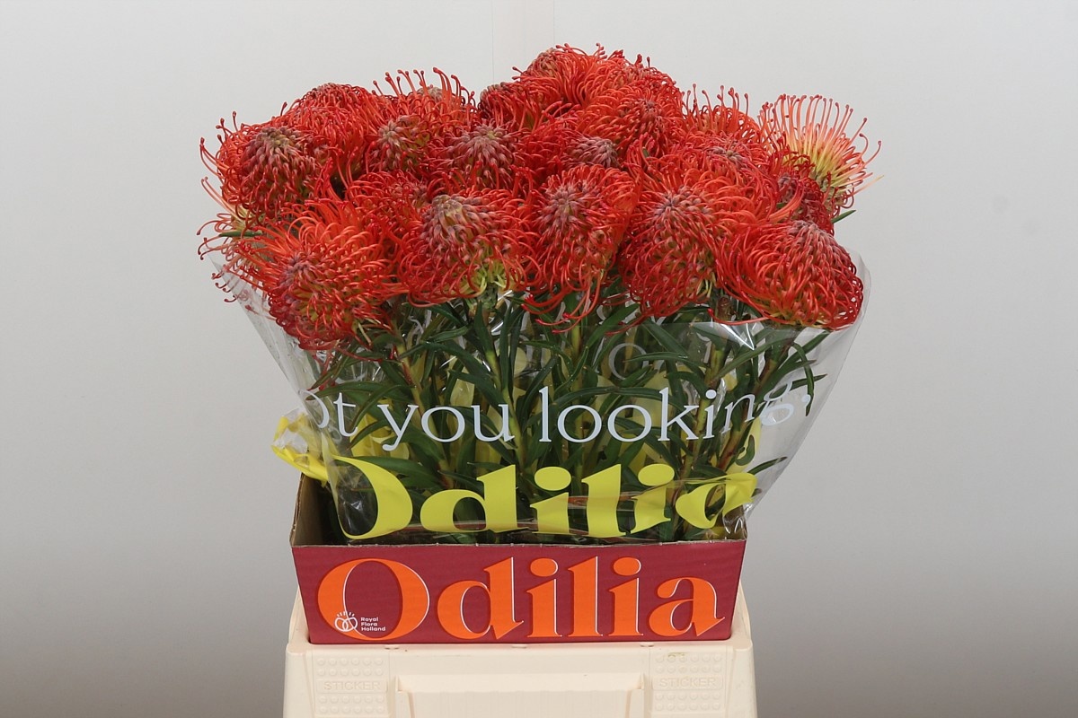 Нутанс Саксешн 50 (красн.), шт.