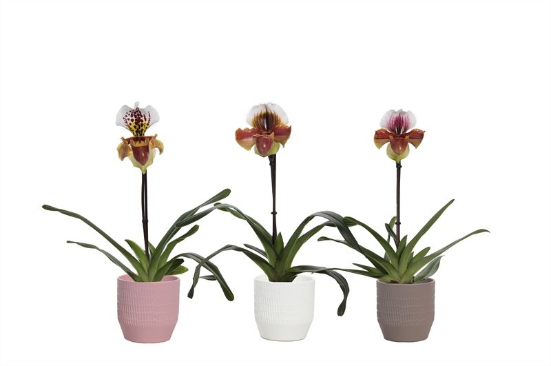 Tirza p12 scores mix Paphiopedilum USA hybride 1bl, D 12