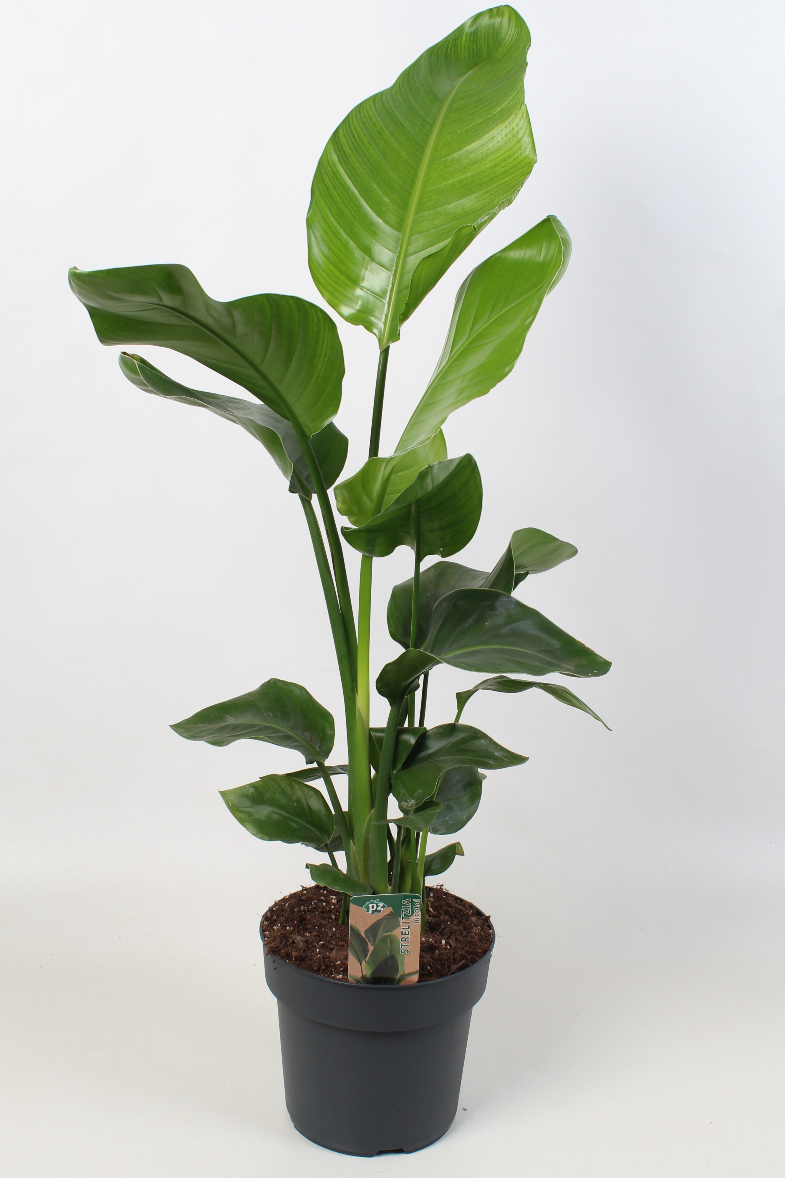 Strelitzia nicolai 21 cm 3 pp, D 21