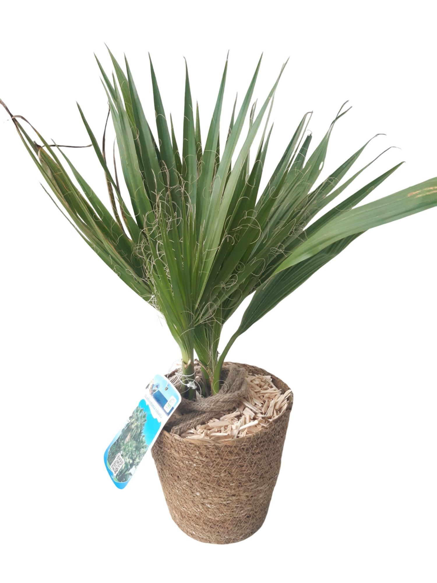 ZM17WR Zeegras mand D16 Washingtonia Robusta, D 16 cm