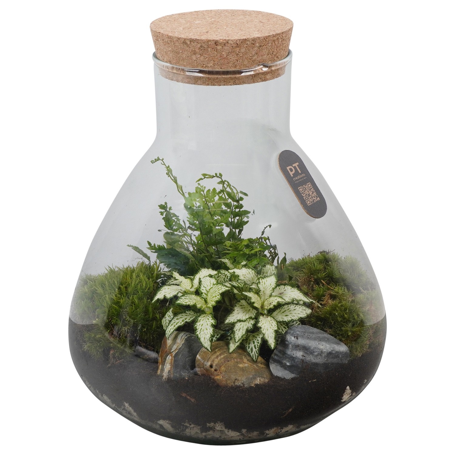 PTTER8120 Arrangement terrarium in glazen terrarium, D 23
