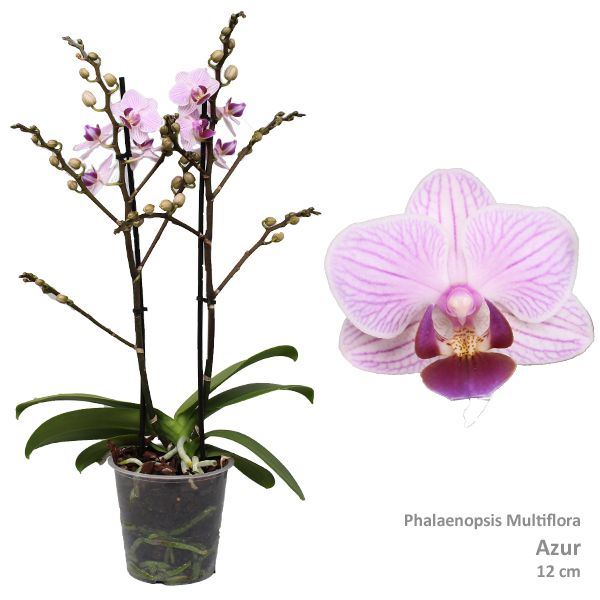 Phal. Multiflora "Azur" 2-tak, D 12 cm