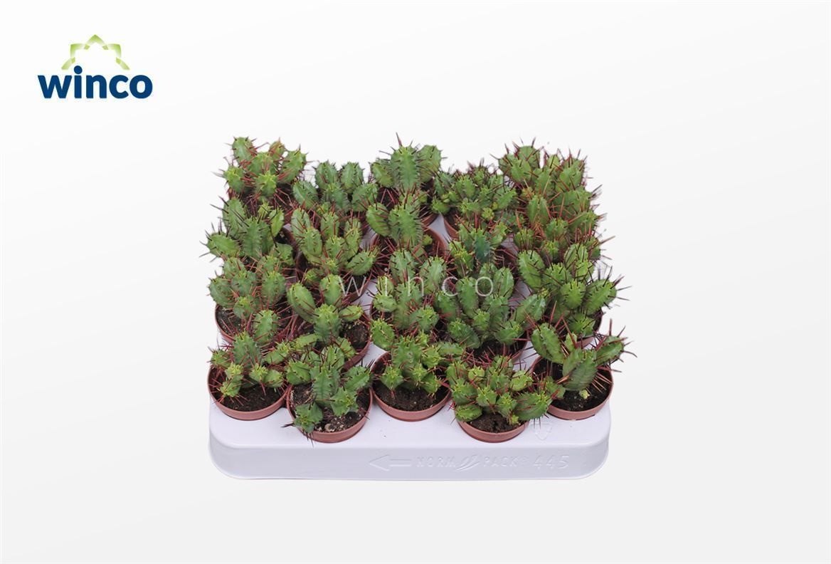 Euphorbia Enopla, D 5,5 cm Euphorbia Enopla, D 5,5 cm