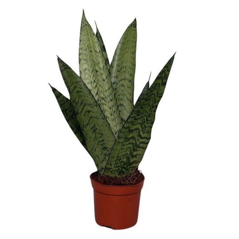 Sansevieria Zeylanica Fan, D 8
