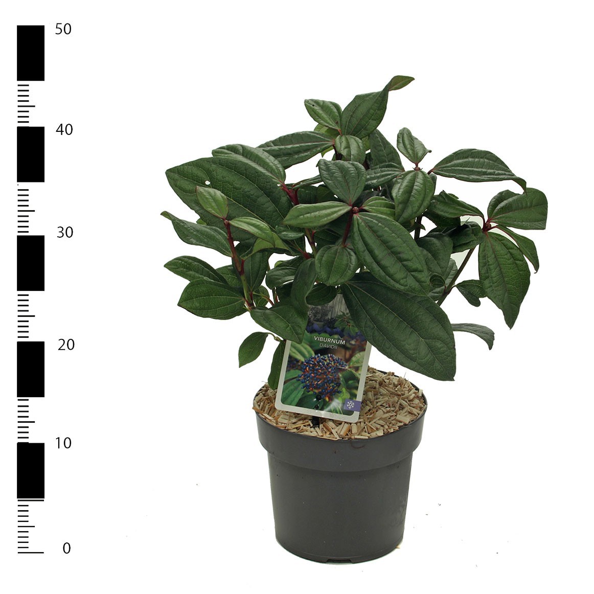 Viburnum davidii, D 17