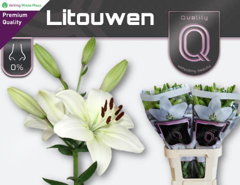 Лилия Литоувен 95, шт.