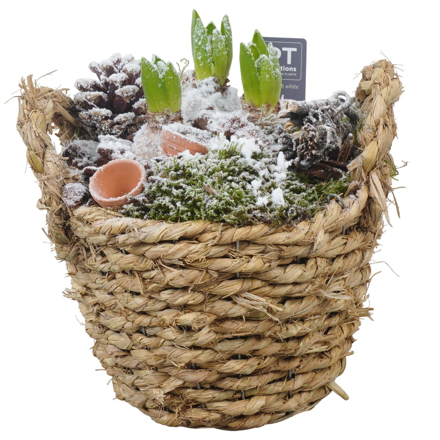 PTWH4060 Arrangement Winter Hyacint in rieten mand, D 22 cm