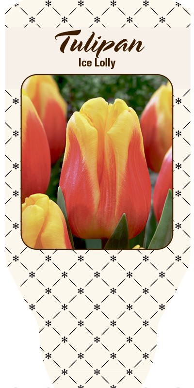 TULIPA FERGANICA 'Ice Lolly', D 11