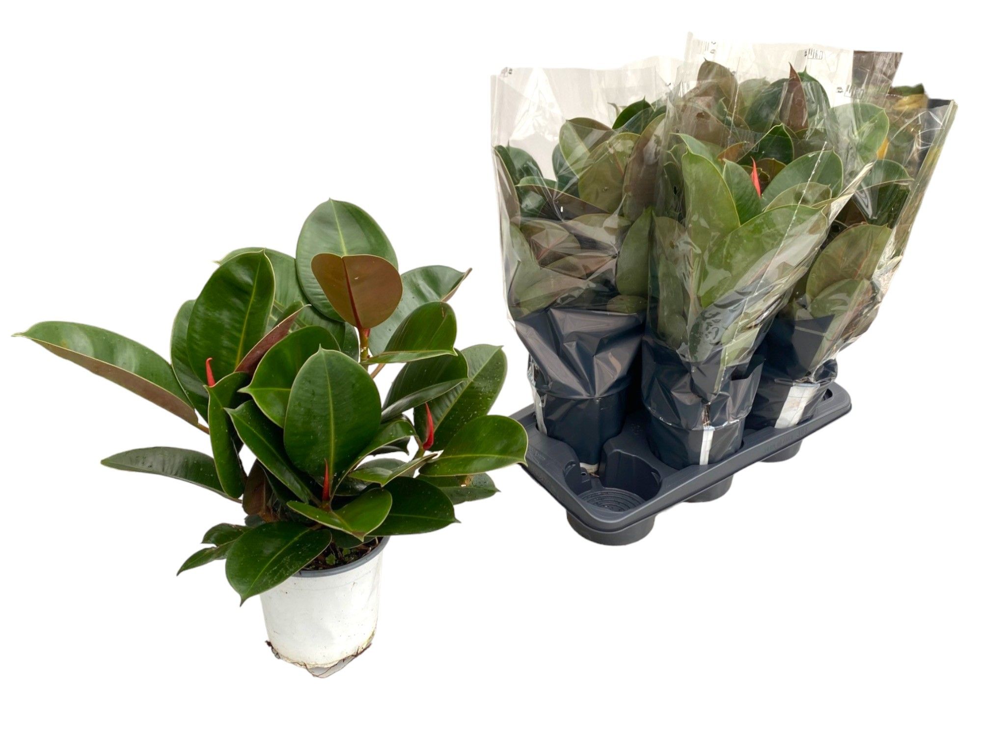 Ficus elastica Robusta Branch P17, D 17 cm