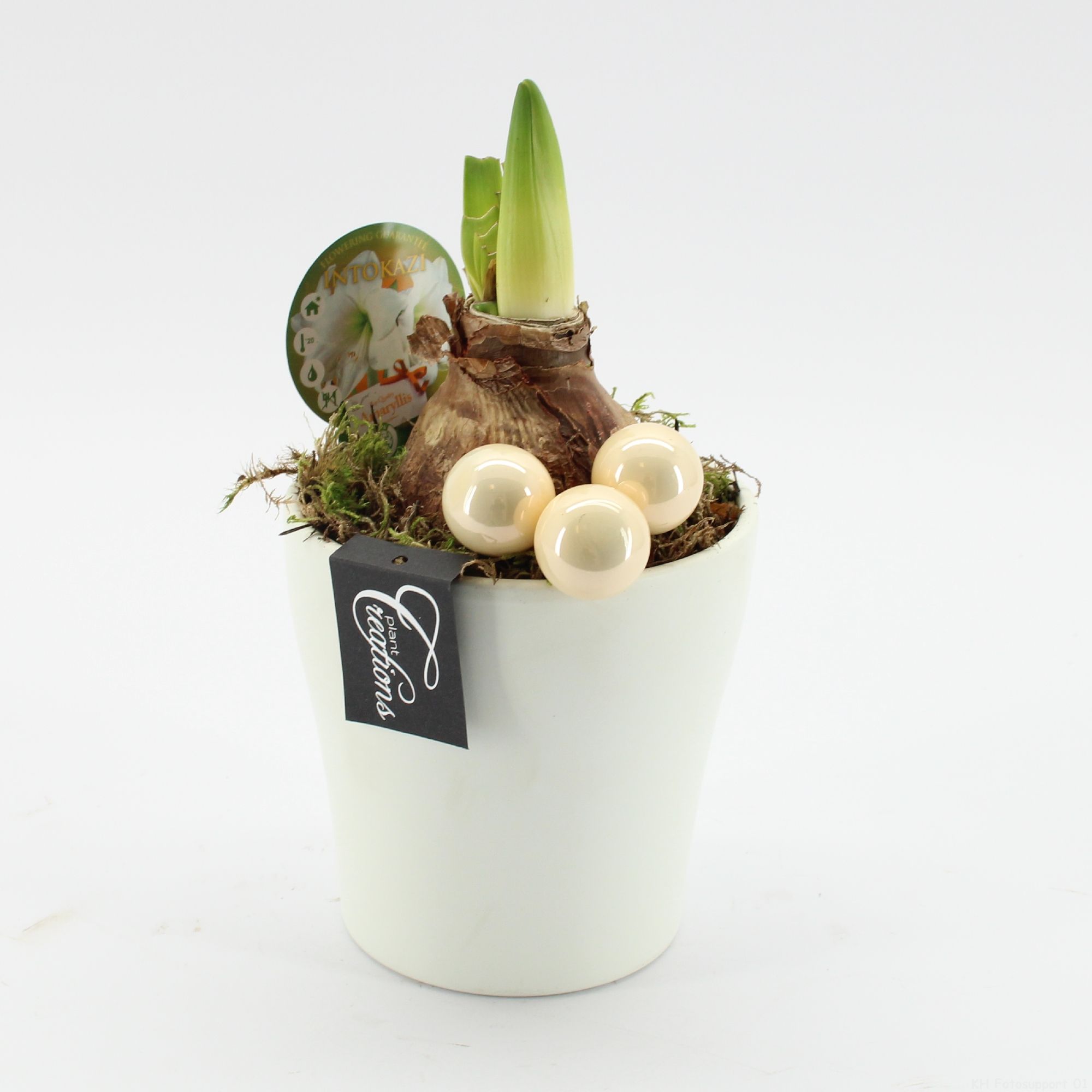 HXFD-2504W Xmas Amaryllis Fundamentals, D 14 cm