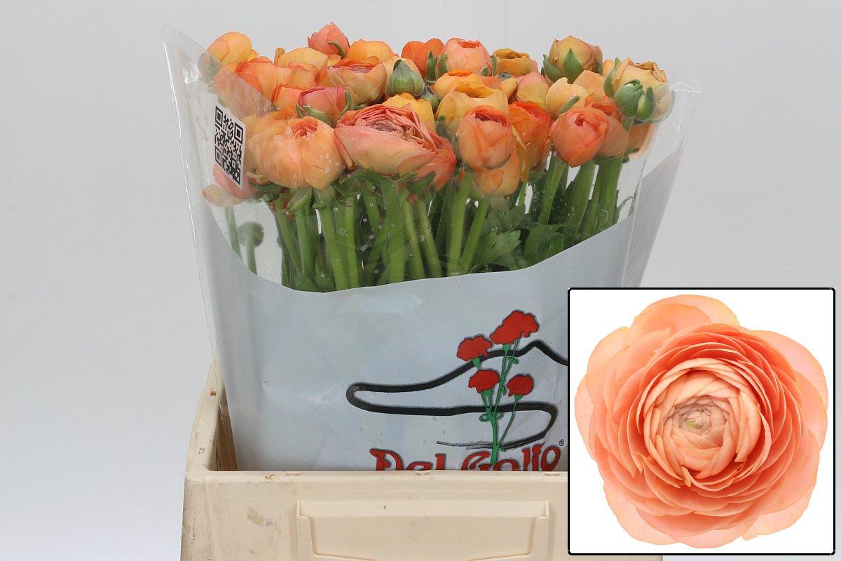 Ранункулус Элеганс Салмон 45, шт.