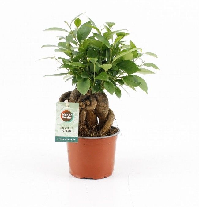 Ficus microcarpa Retusa, D 12