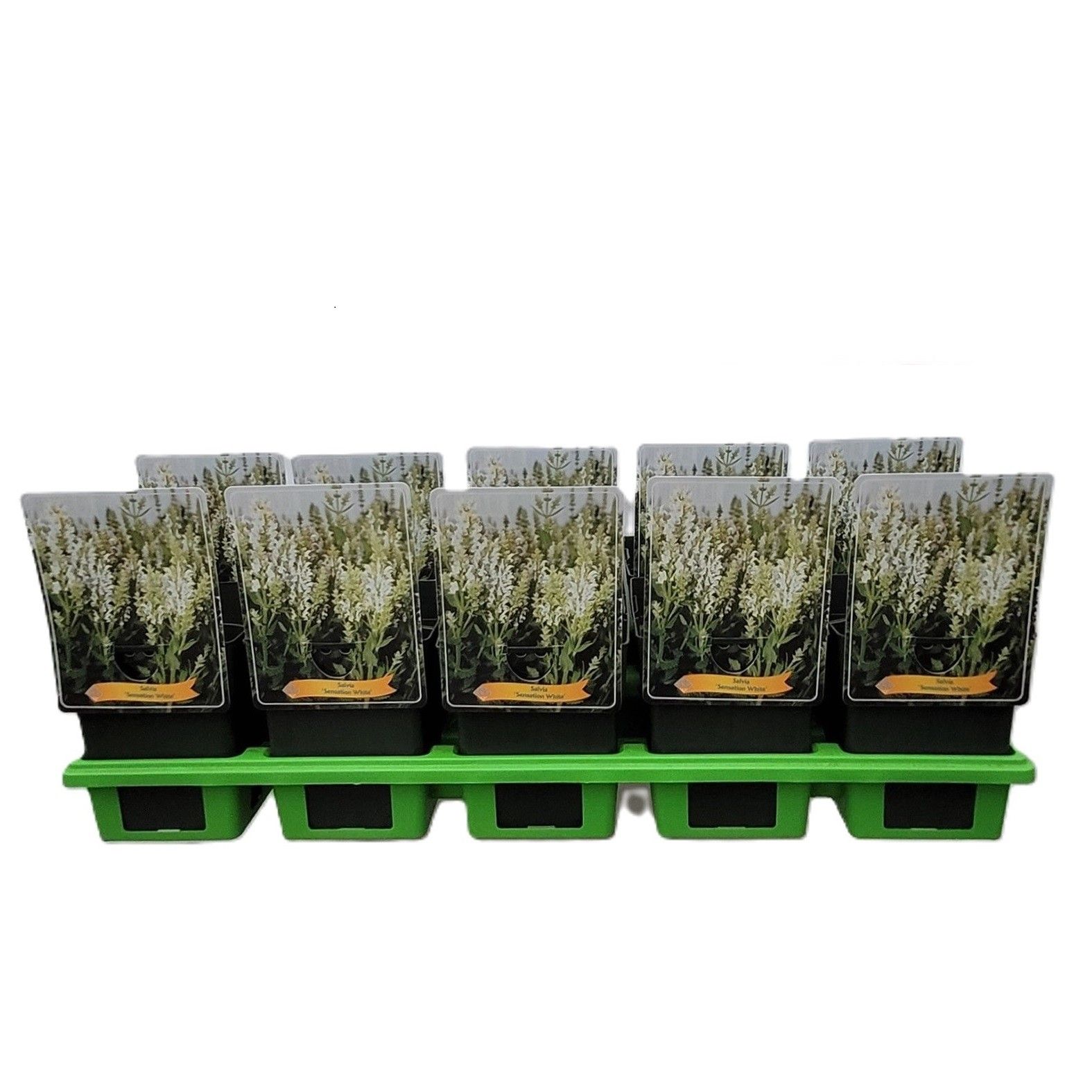 Salvia nemorosa 'Sensation White' P11, D 11