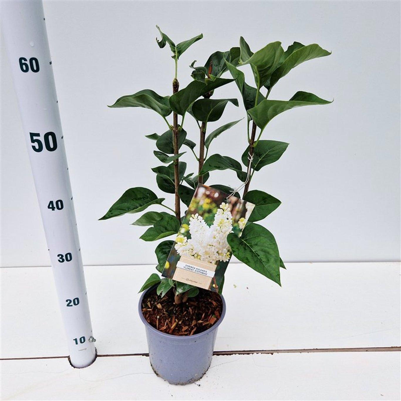 Syringa vulg. 'Mme Florent Stepman', D 17 cm