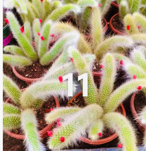 Суккулент нине-таилед фокс 18 30