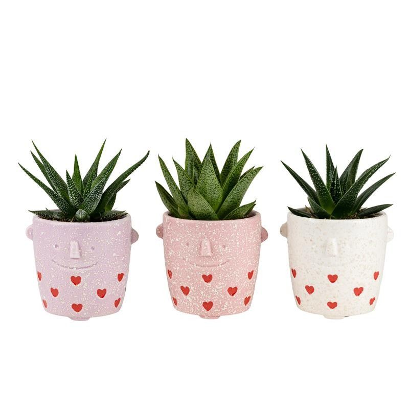 Lovestruck with Succulent mix, D 6