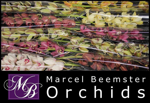 Цимбидиум мини Микс x10 60, шт.