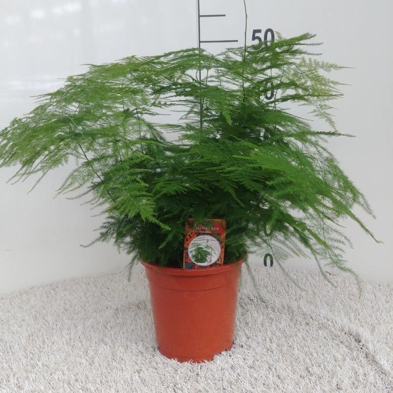 Asparagus setaceus, D 17