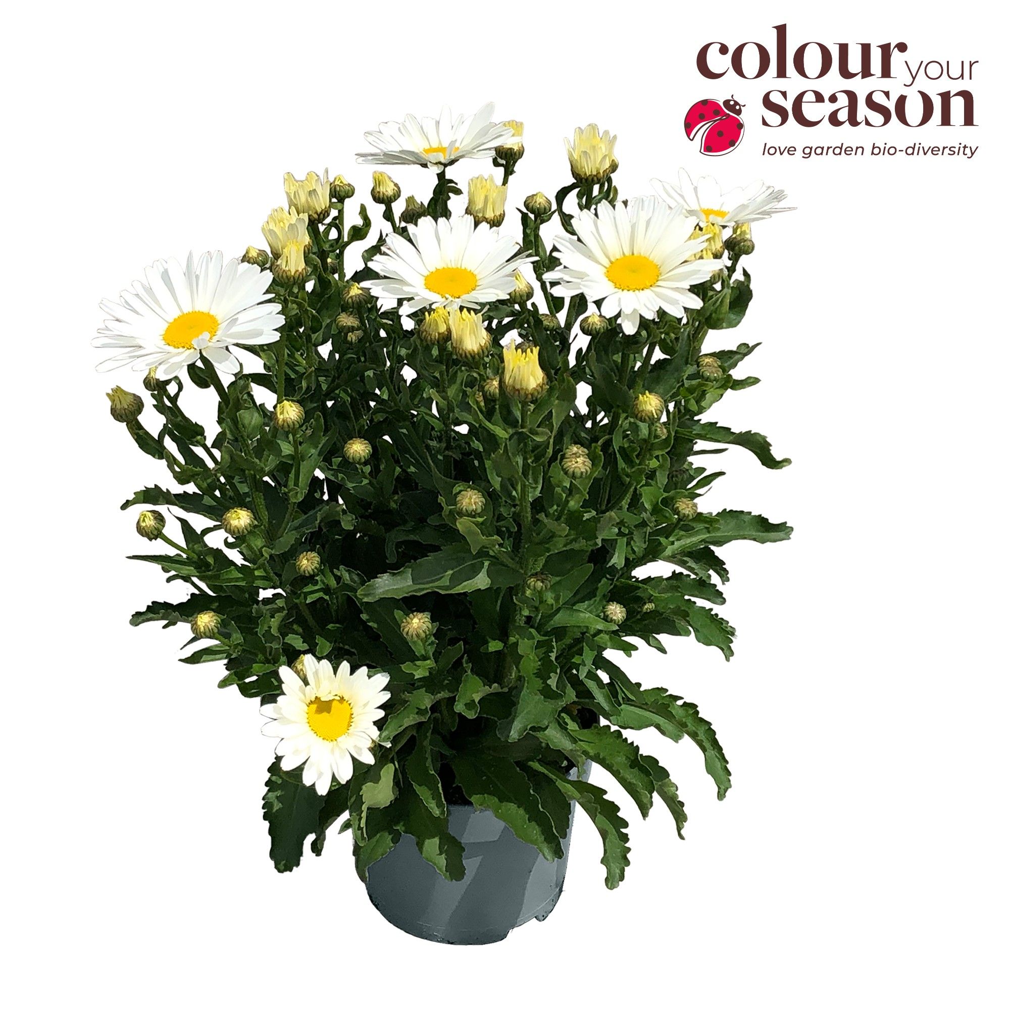 Leucanthemum Taurus P19, D 19