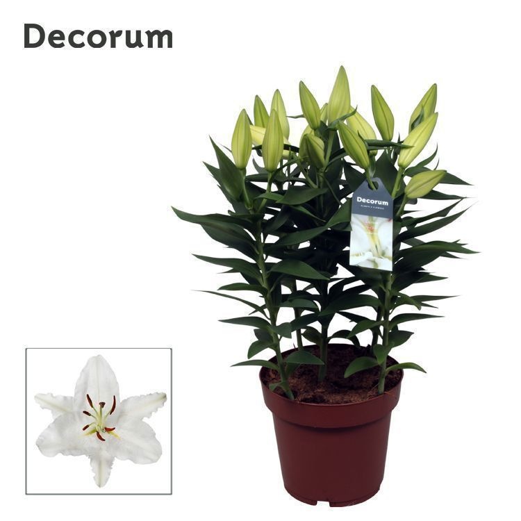 Lilium Or Oxygen 19cm full CC, D 19