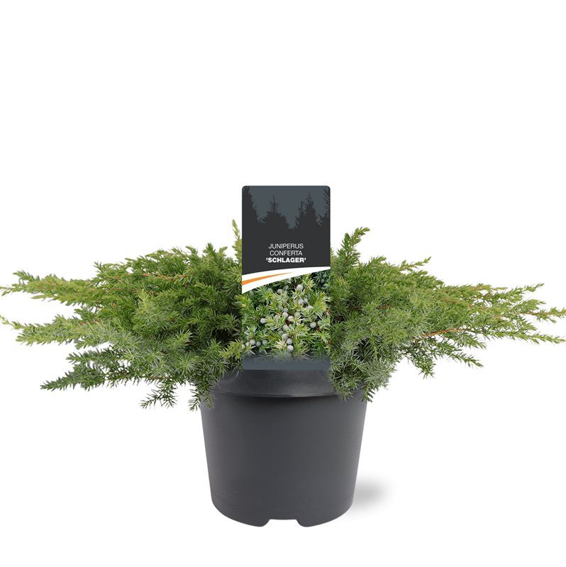 Juniperus conferta 'Schlager', D 23
